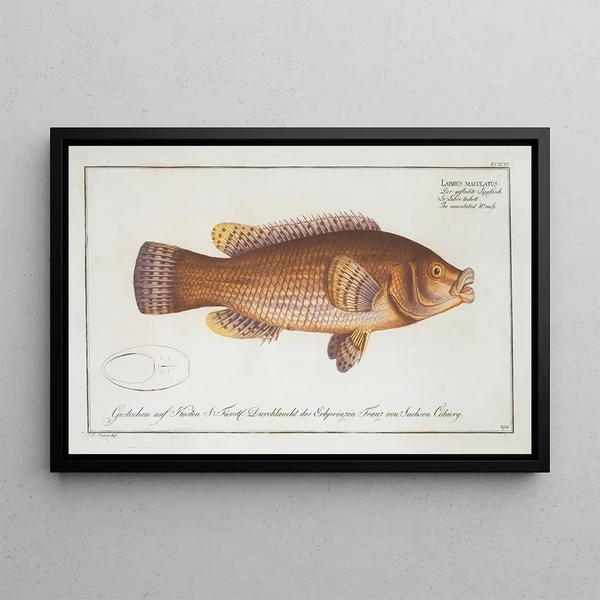 Labrus maculatus The spotted wrasse - Marcus Elieser Bloch — framed artwork on a wall