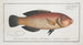 Labrus melapterus Le Blackfin - Marcus Elieser Bloch — artwork view