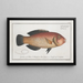 Labrus melapterus Le Blackfin - Marcus Elieser Bloch — framed artwork on a wall