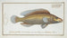 Labrus microlepidotus The small-scaled wrasse - Marcus Elieser Bloch — artwork view