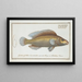 Labrus microlepidotus The small-scaled wrasse - Marcus Elieser Bloch — framed artwork on a wall