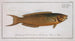Labrus viridis The green wrasse - Marcus Elieser Bloch — artwork view