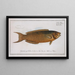 Labrus viridis The green wrasse - Marcus Elieser Bloch — framed artwork on a wall