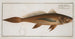 Lonchurus barbatus, the bearded lancetteau - Marcus Elieser Bloch — artwork view
