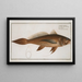 Lonchurus barbatus, the bearded lancetteau - Marcus Elieser Bloch — framed artwork on a wall