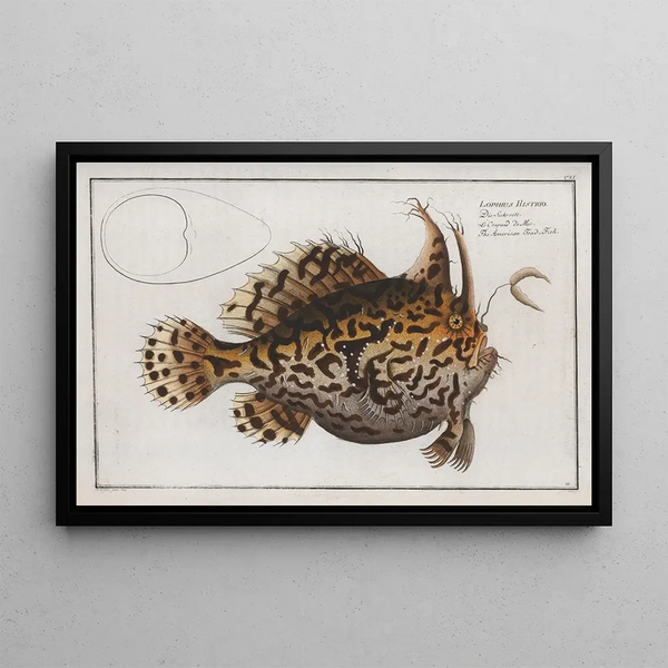 Lophius histrio, the American toad - Marcus Elieser Bloch — framed artwork on a wall