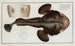 Lophius piscatorius, the devil fish - Marcus Elieser Bloch — artwork view