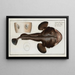 Lophius piscatorius, the devil fish - Marcus Elieser Bloch — framed artwork on a wall