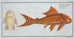 Loricaria plecostomus Le Guacari - Marcus Elieser Bloch — artwork view