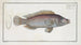 Lutjanus Linckii, the Link's Snapper - Marcus Elieser Bloch — artwork view