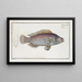 Lutjanus Linckii, the Link's Snapper - Marcus Elieser Bloch — framed artwork on a wall