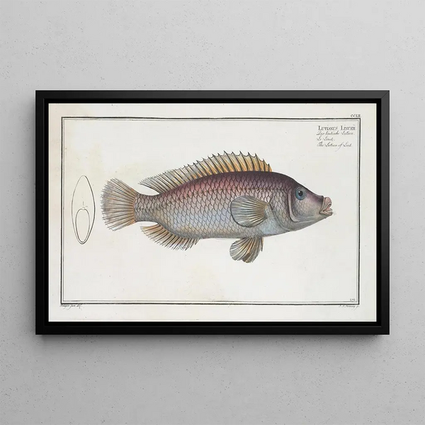 Lutjanus Linckii, the Link's Snapper - Marcus Elieser Bloch — framed artwork on a wall