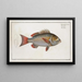 Lutjanus lutjanus - Marcus Elieser Bloch — framed artwork on a wall