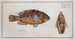Norwegian Lutjan painting - Marcus Elieser Bloch — artwork view