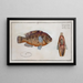 Norwegian Lutjan painting - Marcus Elieser Bloch — framed artwork on a wall