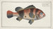 Lutjanus surinamensis The Surinam Snapper - Marcus Elieser Bloch — artwork view