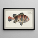 Lutjanus surinamensis The Surinam Snapper - Marcus Elieser Bloch — framed artwork on a wall