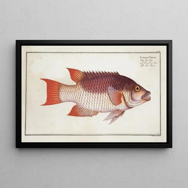 Lutjanus Vires, The Sea Boar - Marcus Elieser Bloch — framed artwork on a wall