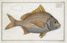 Lutjanus luteus The Yellow with fins - Marcus Elieser Bloch — artwork view