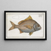 Lutjanus luteus The Yellow with fins - Marcus Elieser Bloch — framed artwork on a wall