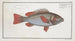 Lutjanus erythropterus Le Rouget - Marcus Elieser Bloch — artwork view