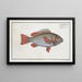 Lutjanus erythropterus Le Rouget - Marcus Elieser Bloch — framed artwork on a wall