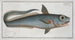 Macrourus rupestris - Marcus Elieser Bloch — artwork view