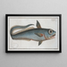 Macrourus rupestris - Marcus Elieser Bloch — framed artwork on a wall