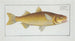 Mugil Plumeri, the Plumer Mullet - Marcus Elieser Bloch — artwork view