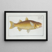 Mugil Plumeri, the Plumer Mullet - Marcus Elieser Bloch — framed artwork on a wall