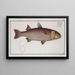 Mugil Tang Le Tang - Marcus Elieser Bloch — framed artwork on a wall