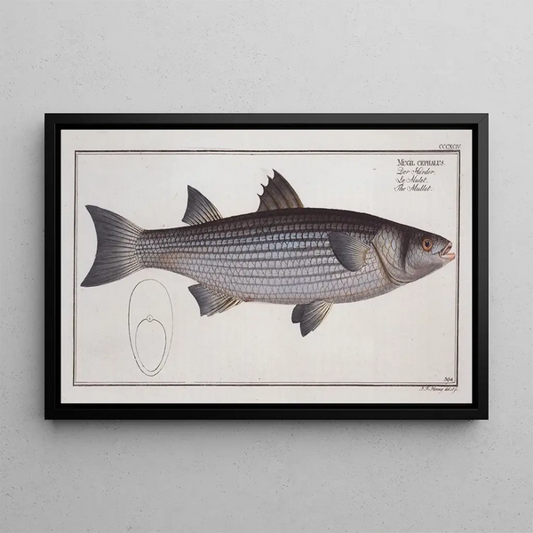Mugil cephalus The Mullet - Marcus Elieser Bloch — framed artwork on a wall