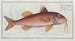 Mullus surmuletus The red mullet striped - Marcus Elieser Bloch — artwork view