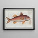 Mullus surmuletus The red mullet striped - Marcus Elieser Bloch — framed artwork on a wall