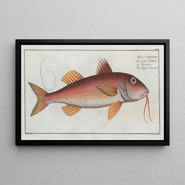 Mullus surmuletus The red mullet striped - Marcus Elieser Bloch — framed artwork on a wall