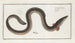 Muraena anguilla L'anguille - Marcus Elieser Bloch — artwork view