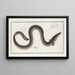 Muraena anguilla L'anguille - Marcus Elieser Bloch — framed artwork on a wall