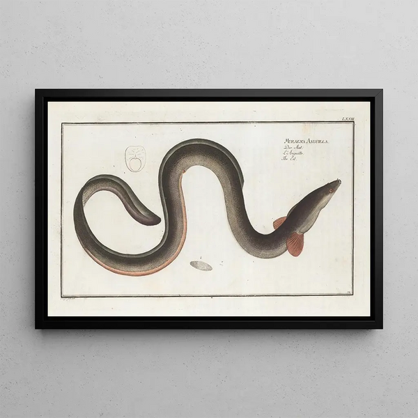 Muraena anguilla L'anguille - Marcus Elieser Bloch — framed artwork on a wall