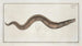 Muraena conger La Congre - Marcus Elieser Bloch — artwork view
