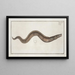 Muraena conger La Congre - Marcus Elieser Bloch — framed artwork on a wall