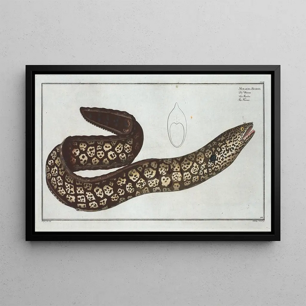 Moray eel Common La Moray - Marcus Elieser Bloch — framed artwork on a wall