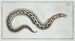Moray Eel Ophis - Marcus Elieser Bloch — artwork view
