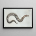 Moray Eel Ophis - Marcus Elieser Bloch — framed artwork on a wall