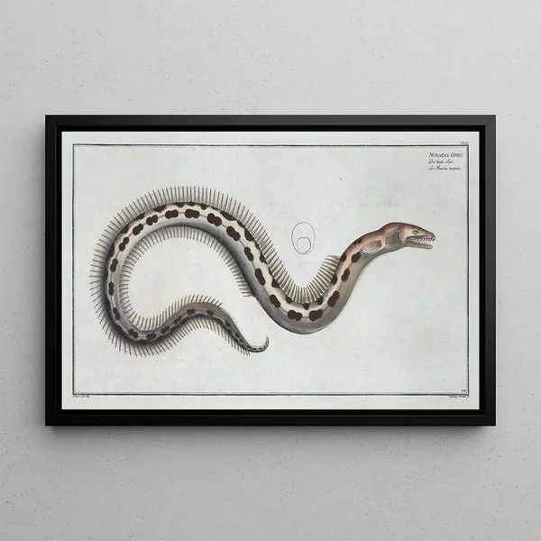 Moray Eel Ophis - Marcus Elieser Bloch — framed artwork on a wall