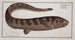 Notacanthus Nasus, the Notacanth - Marcus Elieser Bloch — artwork view