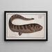 Notacanthus Nasus, the Notacanth - Marcus Elieser Bloch — framed artwork on a wall