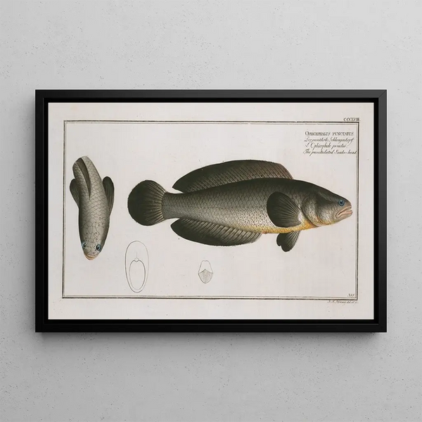 Ophicephalus punctatus The Spotted Snakehead - Marcus Elieser Bloch — framed artwork on a wall