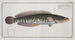 Ophicephalus striatus The striped snakehead - Marcus Elieser Bloch — artwork view
