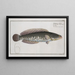 Ophicephalus striatus The striped snakehead - Marcus Elieser Bloch — framed artwork on a wall