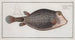 Ostracion Concatenatus painting, the knitted boxfish - Marcus Elieser Bloch — artwork view